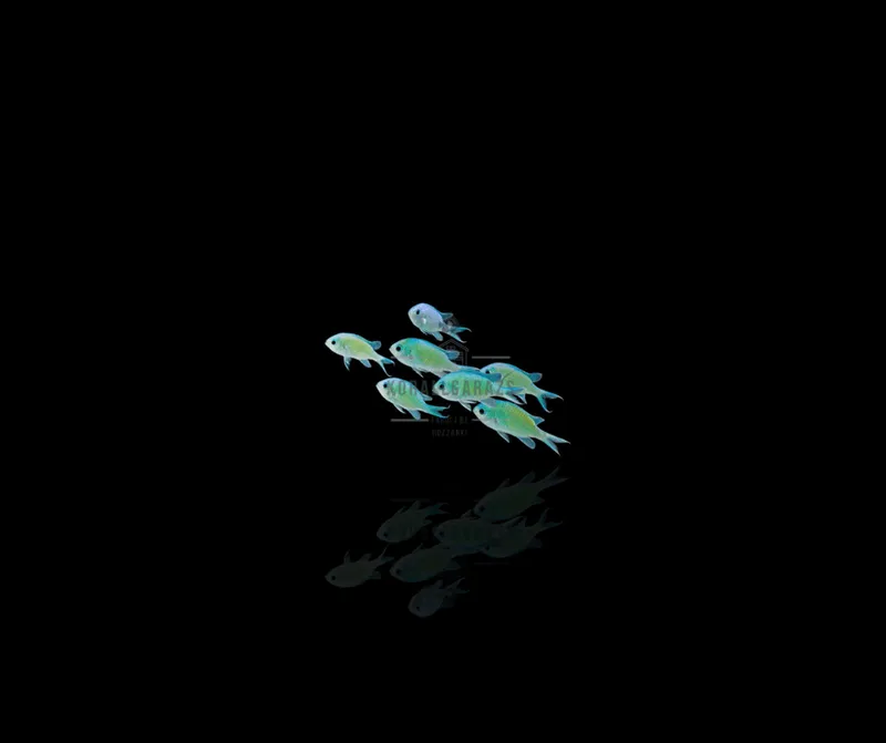 Chromis Viridis